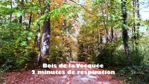 Promenons-nous dans les bois